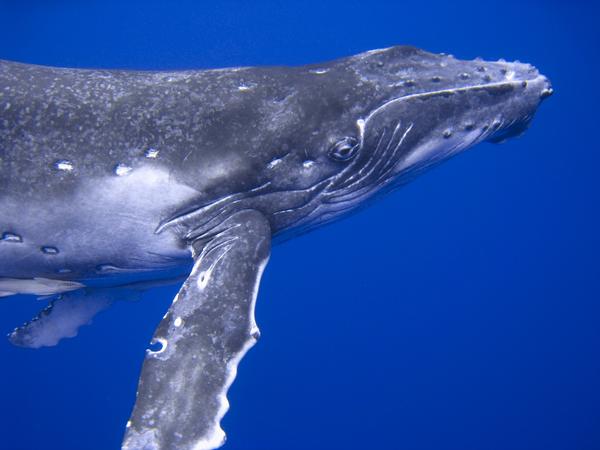 Whale close-up